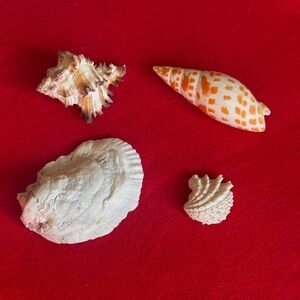Natural Seashell Collection